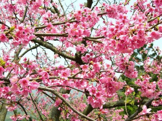 Cherry-Blossom - Adam Tropics 2